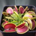 Venus Fly Trap, 'Werewolf' - Young Plant
