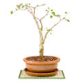 Acacia Bonsai Growing Kit