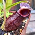 Tropical Pitcher, Nepenthes 'Lizzie'