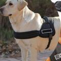 Pet - Dog Harness - Sports
