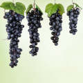 2 Bunches 110 Black Grapes Simulation Fruit Simulation Grapes PVC with Cream Grape Shoot Props