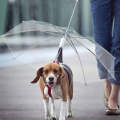 Transparent Towing Umbrella For Pets To Go Out(Transparent)