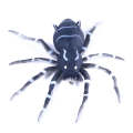 HENGJIA 8cm 7g Lua Spider Soft Bait Bionic Mimic Bait, Color: 4