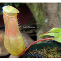 Nepenthes Ventricosa x Burkei - Pan's Carnivores - Medium - Leafspan 5-10cm