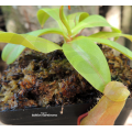 Nepenthes Ventricosa x Burkei - Pan's Carnivores - Medium - Leafspan 5-10cm