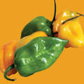Pepper Chilli Habanero Mixed Colours Seeds