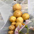 Valor Seed Potatoes, 10 per bag
