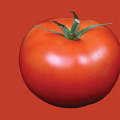 Tomato Culinary Blend Seeds