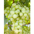 Grape White Concentrate (FA)