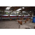 Elite Free Range Medium Nest Box - 50 to 75 hens