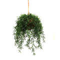 Cultivar hanging plant