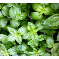 Basil Sweet - Approx 125 seeds - Raw Open Pollinated