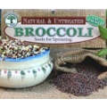 BROCCOLI SPROUTING SEEDS - Brassica Oleracea - Natural & Untreated