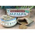 Alfalfa Sprouting Seeds - a.k.a. Lucerne - Medicago Sativa- Microgreens