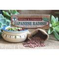 Radish Japanese (Daikon) - Raphanus Sativus - Natural & Untreated - Sprouting