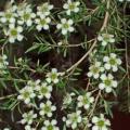 TEA TREE OIL (LEMON)  Leptospermum petersonii