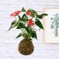 Anthurium Mossball - Red