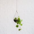 Raindrop Glass Hanging Planter - Medium - 32cm