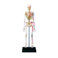 Human Anatomy x 3 Models Pack starter kit