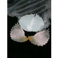 Silicone Mould Angel Wings