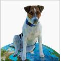 Tara The Terrier a Jack Russell Who Sailed Around the World - had at least nine lives