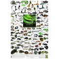 Snakes of Southern Africa / Frogs of Southern Africa (2 posters)