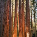 Majestic Sequoia - Lampe Berger Fragrance Oil 500ml