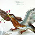 Portmeirion  Platter Birds Of Britain Fieldfare