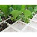200 square holes Agriculture Polystyrene seedling trays (set of 3)