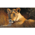 Canvas Wall Art - Fierce Female Lion Staring - B1048