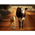 Canvas Wall Art - Nguni Cow Walking With Calf - B1464