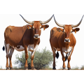 Canvas Wall Art - Two Afrikaner Cattle Standing - B1427