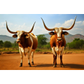 Canvas Wall Art - Two Ankole Cattle Standing - B1441