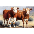 Canvas Wall Art - Two Bonsmara Cattle Standing - B1434