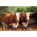 Canvas Wall Art - Two Boran cattle Standing - B1421