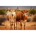 Canvas Wall Art - Two Boran cattle Standing - B1424