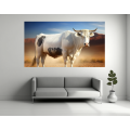 Canvas Wall Art - Boran Cattle Breed  - B1409