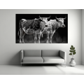 Canvas Wall Art - Two Nguni Bulls With Spots - B1418