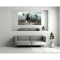 Canvas Wall Art - Big Spotted Nguni Bull - B1437