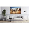 Canvas Wall Art - Boran Cattle Breed  - B1409