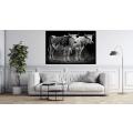 Canvas Wall Art - Two Nguni Bulls With Spots - B1418