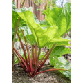 Rhubarb - Victoria - 10 Seeds