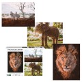 Ambassador - Photographers Collection: 3 x 1000 Piece Puzzle Bundle - An African Affair