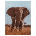Ambassador - Photographers Collection 1000 Piece Puzzle - African Elephant