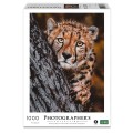 Ambassador - Photographers Collection 1000 Piece Puzzle - Cheetah