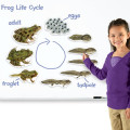 Learning Resources - Giant Magnetic - Frog Life Cycle