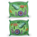 Learning Resources - Cross-Section Plant Cell Model