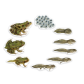Learning Resources - Giant Magnetic - Frog Life Cycle
