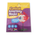 Greenbean Science - Anatomy Model - Eyeball - 31pcs