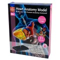 Edu-Toys - Anatomy Model - Heart - 31pcs